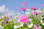 野外鲜花