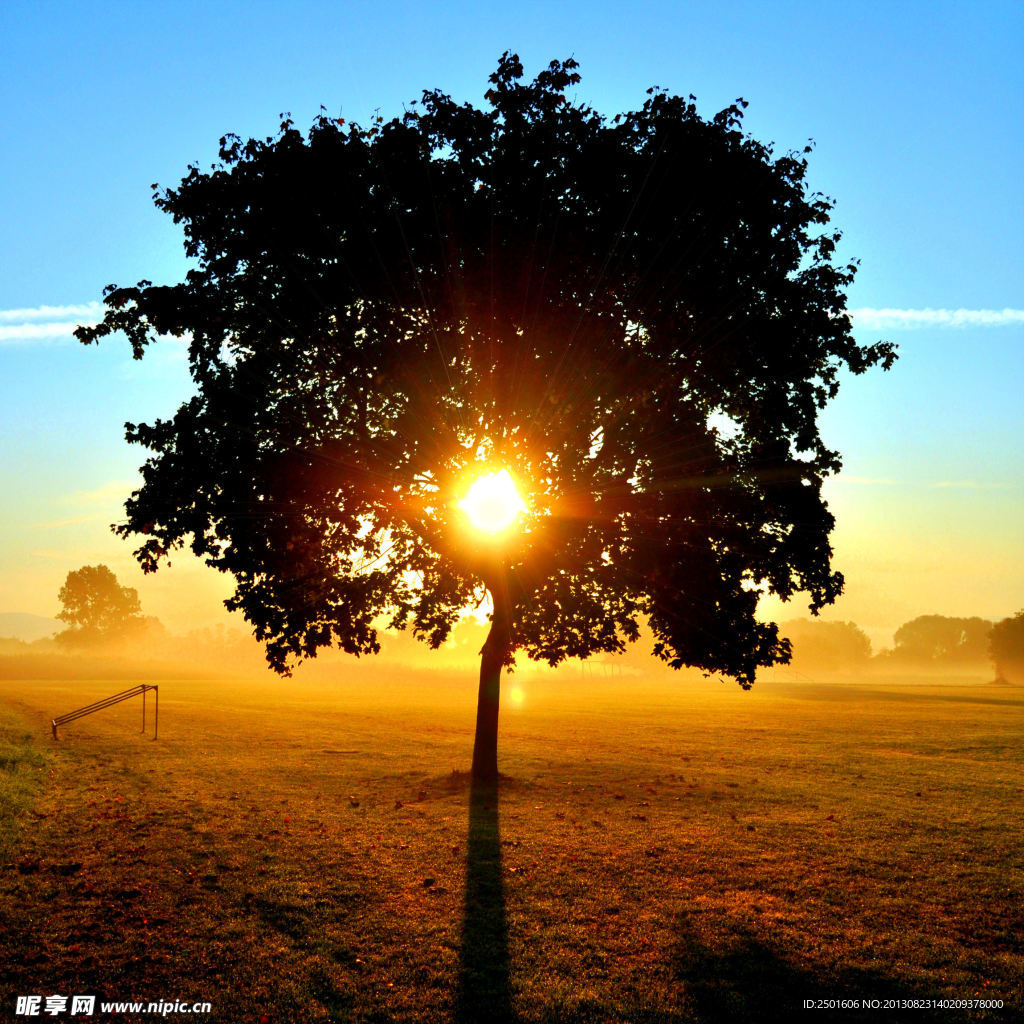 夕阳日落大树