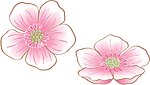 花儿