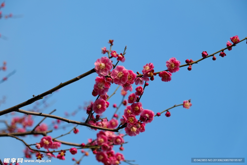 梅花