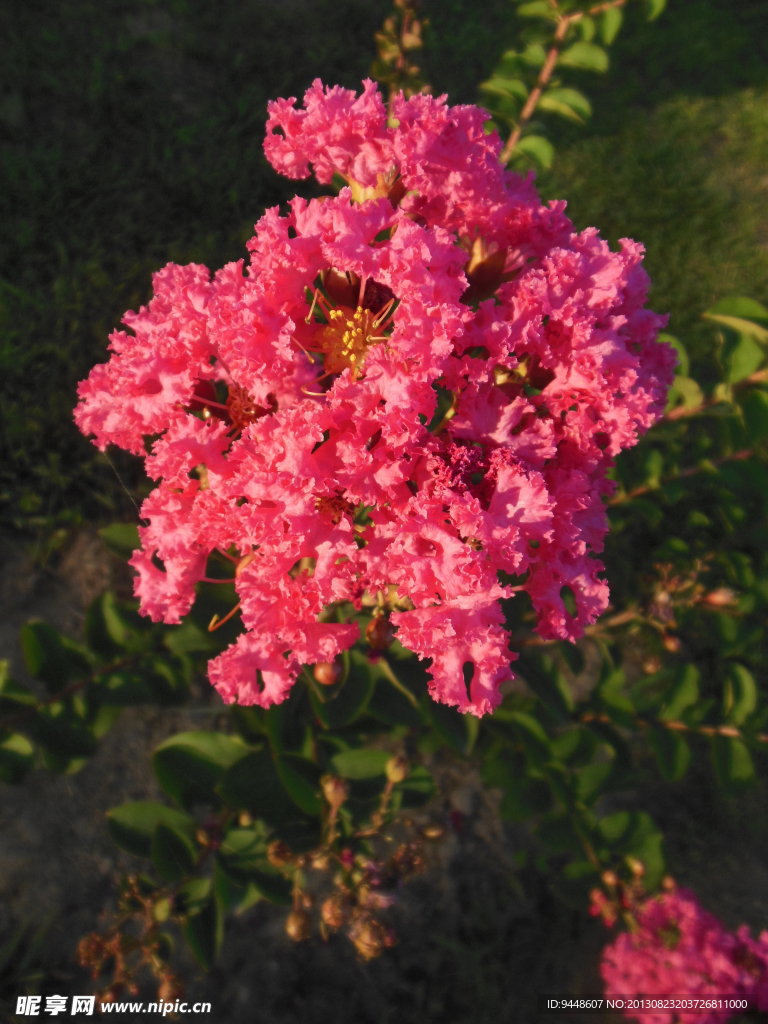 紫薇花