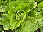 大白菜