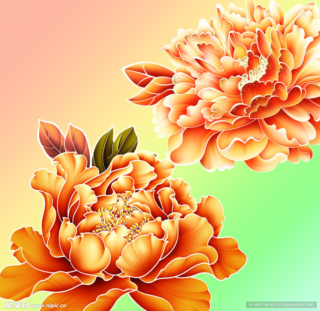 牡丹花
