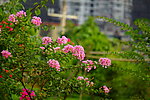 粉红的花