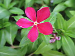 长春花