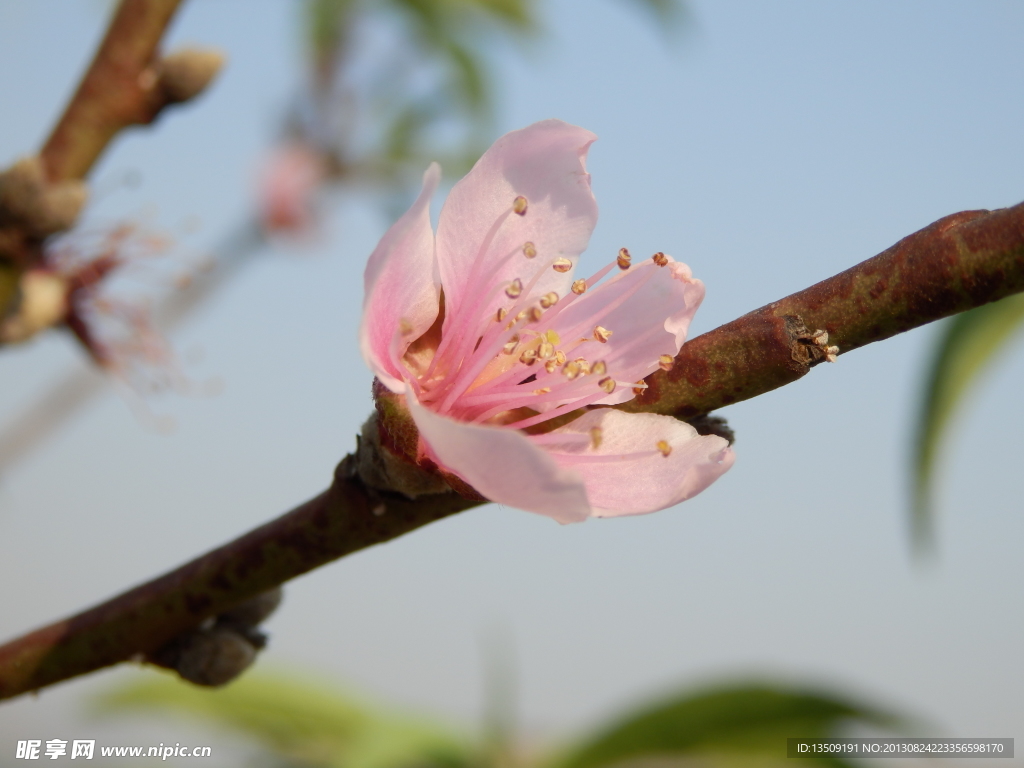 桃花