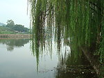 柳丝悬