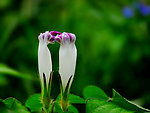 牵牛花