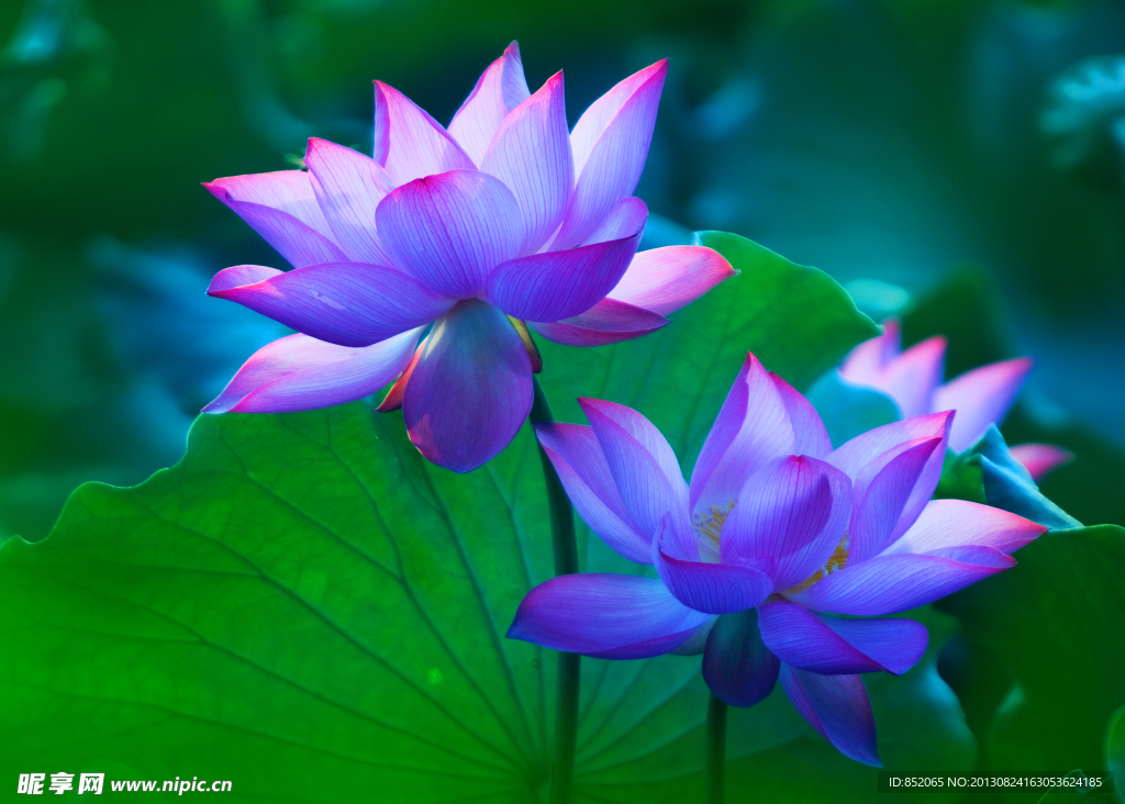 荷花