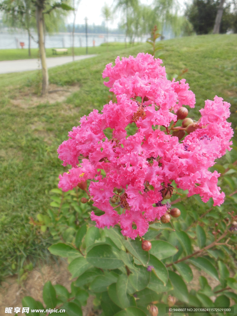 紫薇花