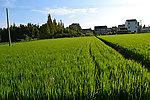 稻田