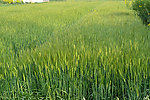 麦田