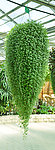 植物