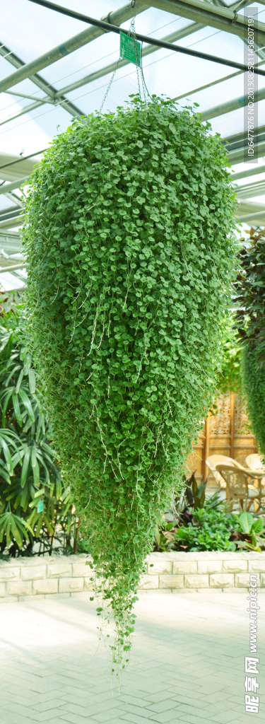 植物