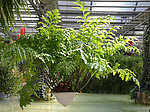 植物