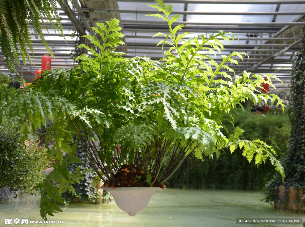 植物