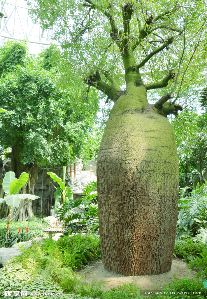 室内植物