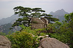 黄山松