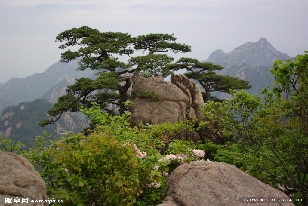 黄山松