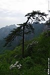 黄山松