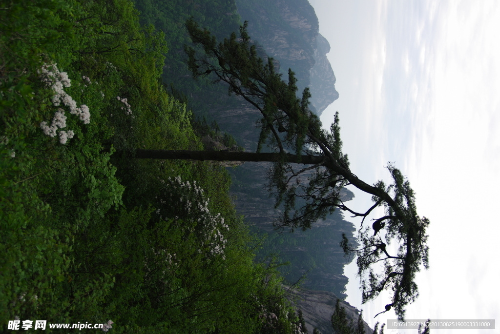 黄山松