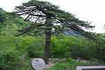 黑虎松