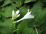玉簪花