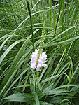 小白花