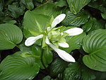 玉簪花