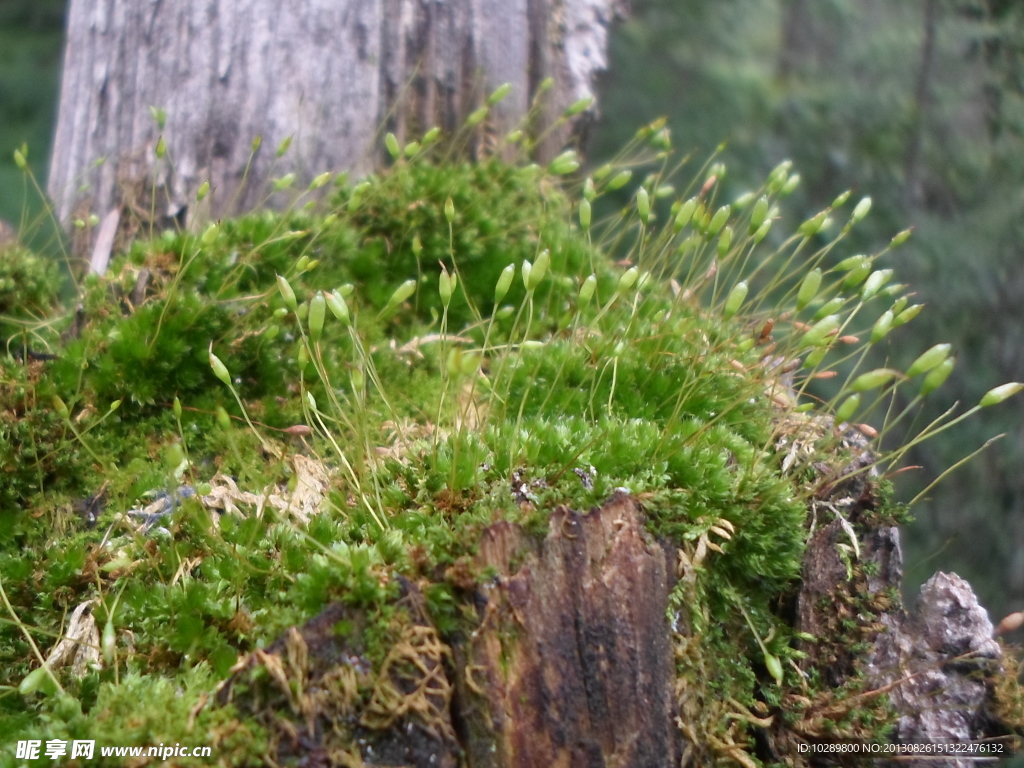 苔藓