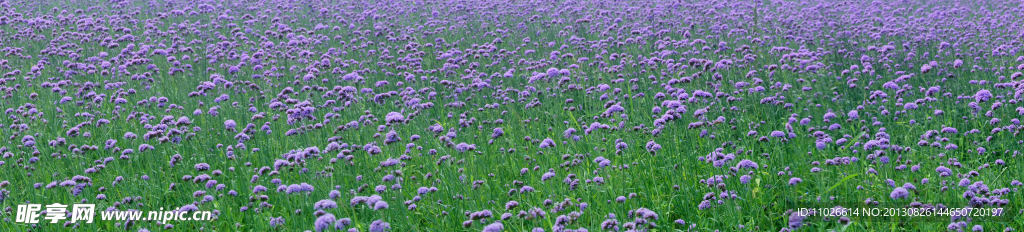 薰衣草