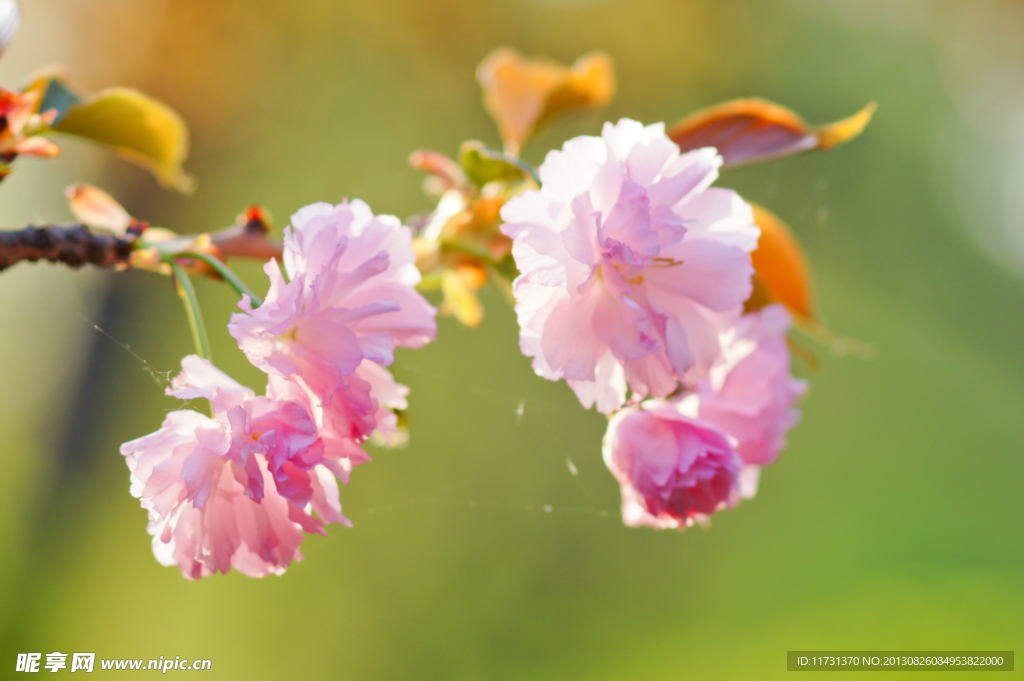 樱花