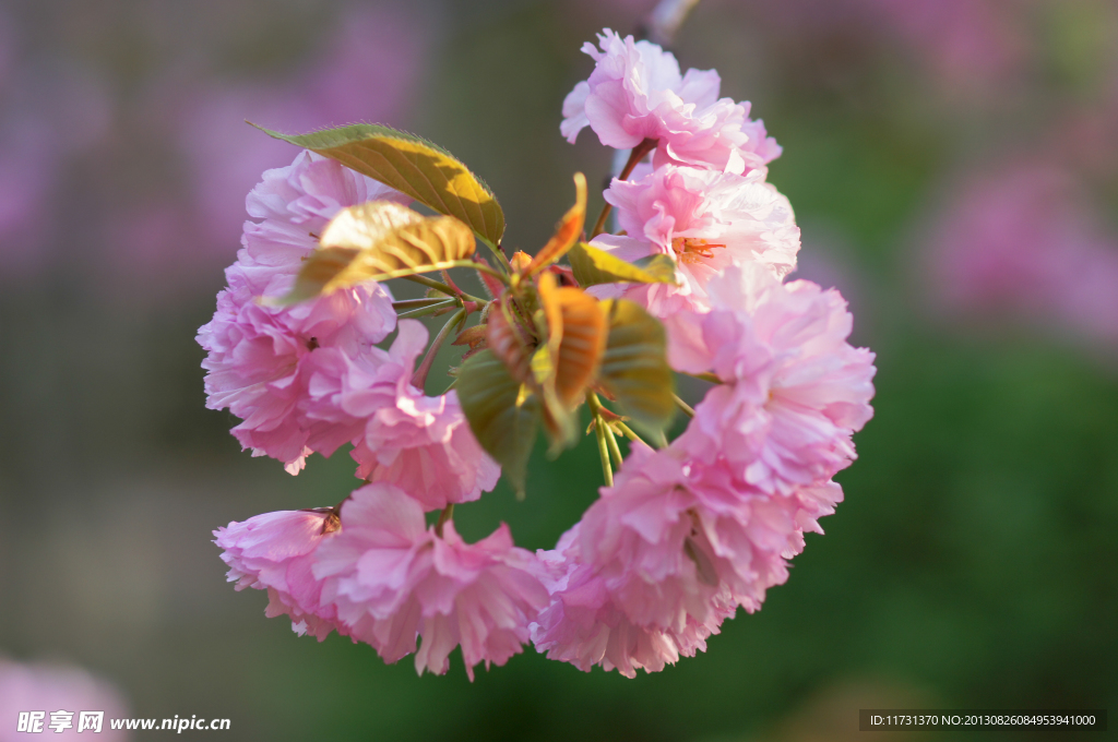 樱花