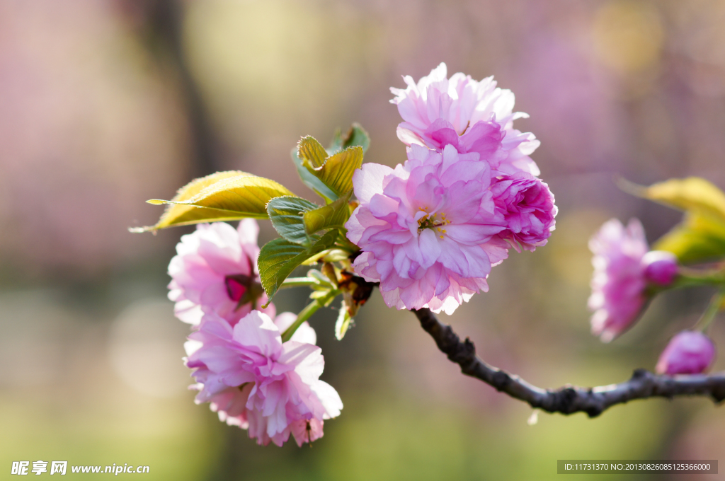 樱花