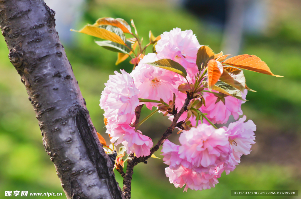 樱花