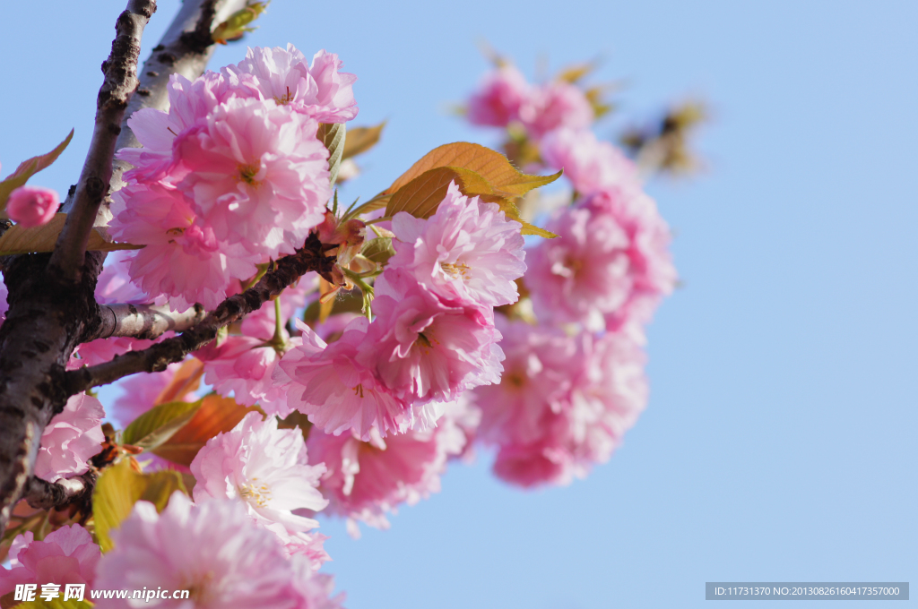 樱花