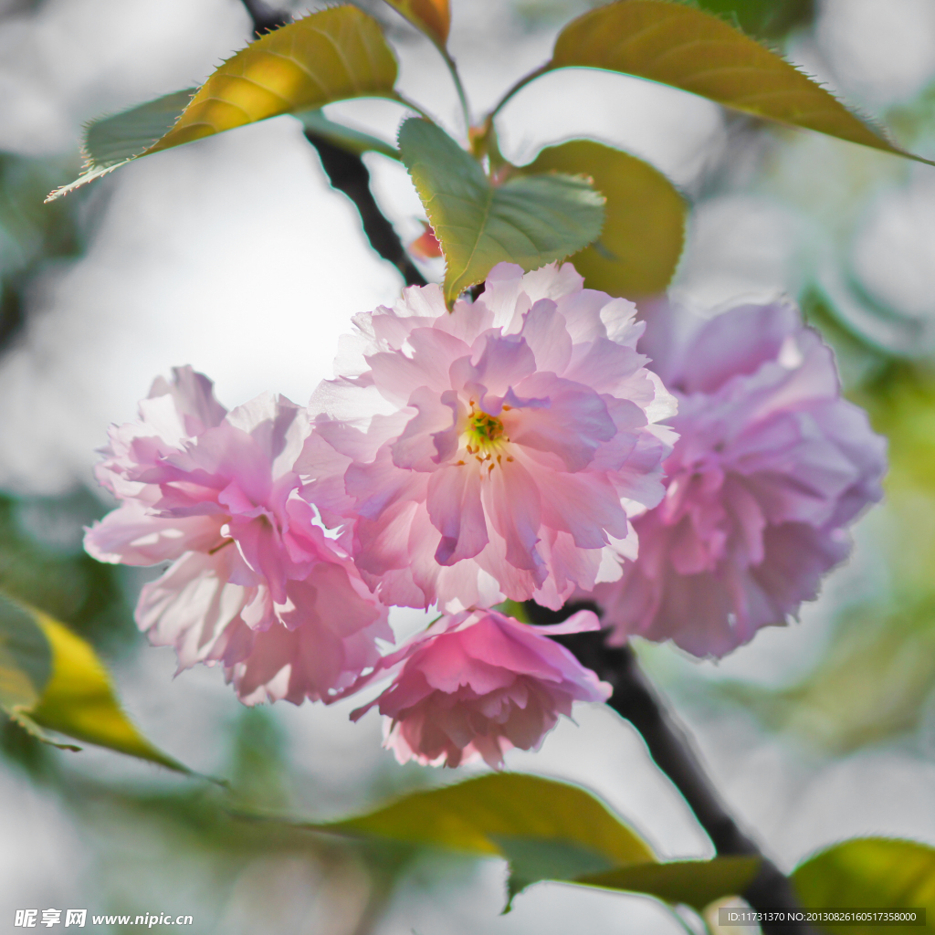 樱花