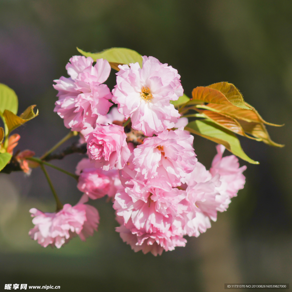 樱花