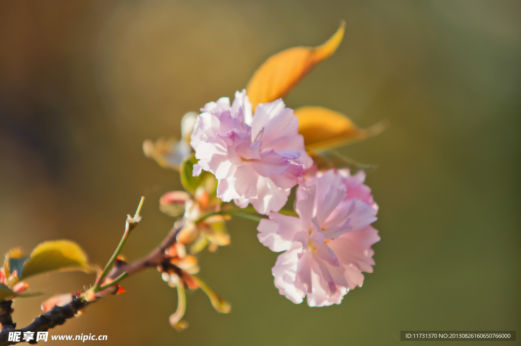 樱花
