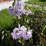 校园丁香花