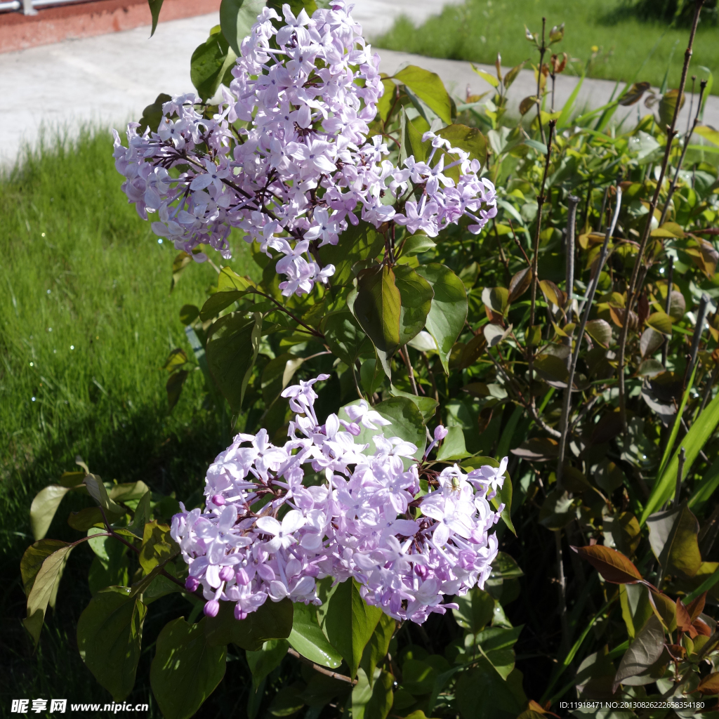 校园丁香花