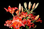 楼前百合花