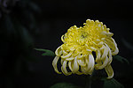 菊花图