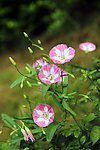 牵牛花