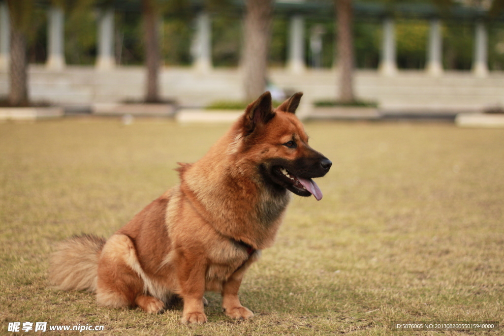 黄狗