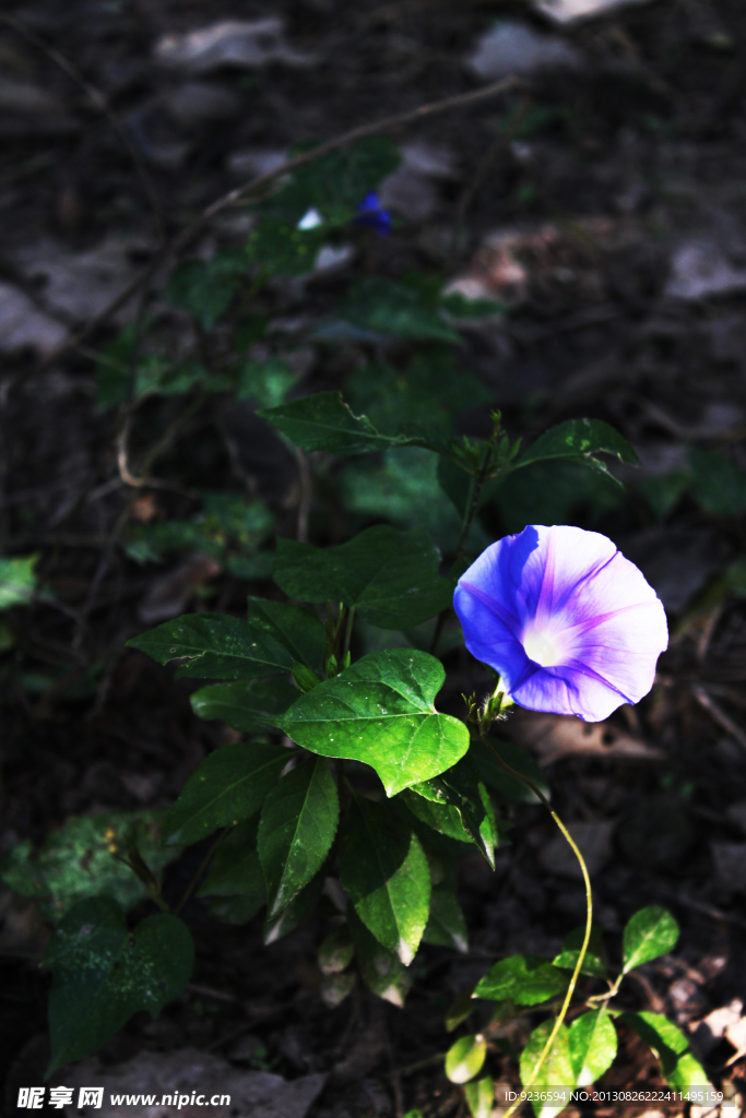 牵牛花
