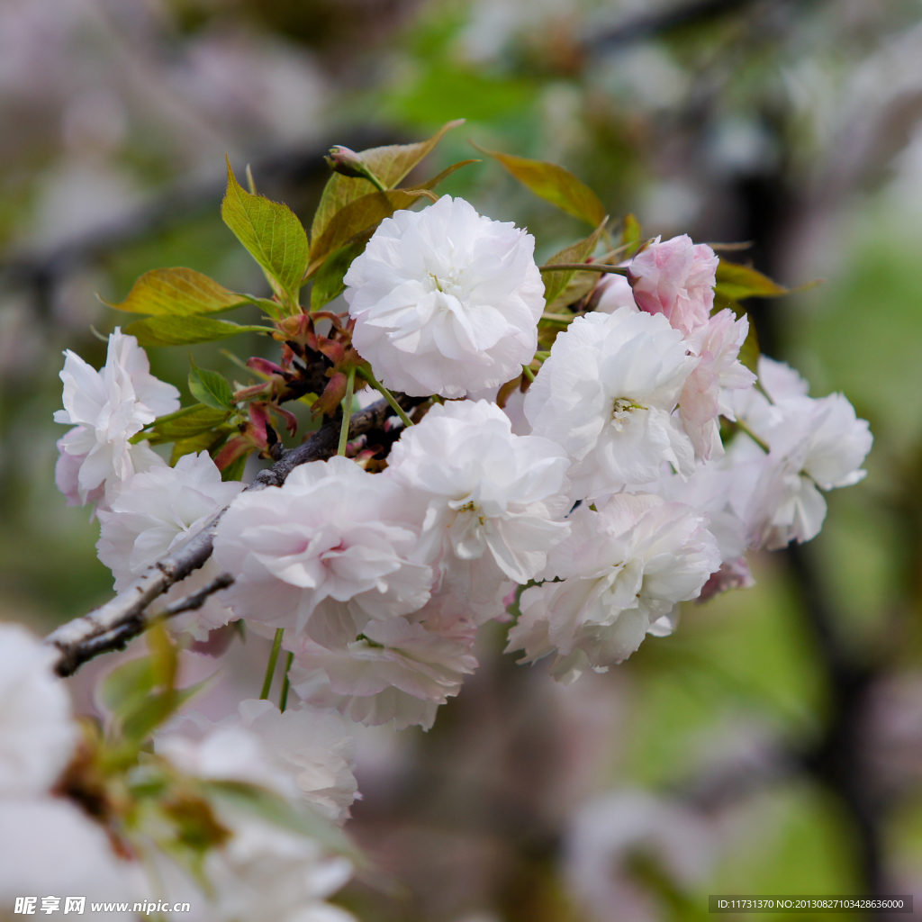 樱花