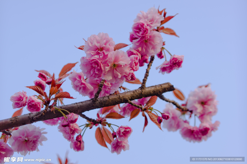 樱花