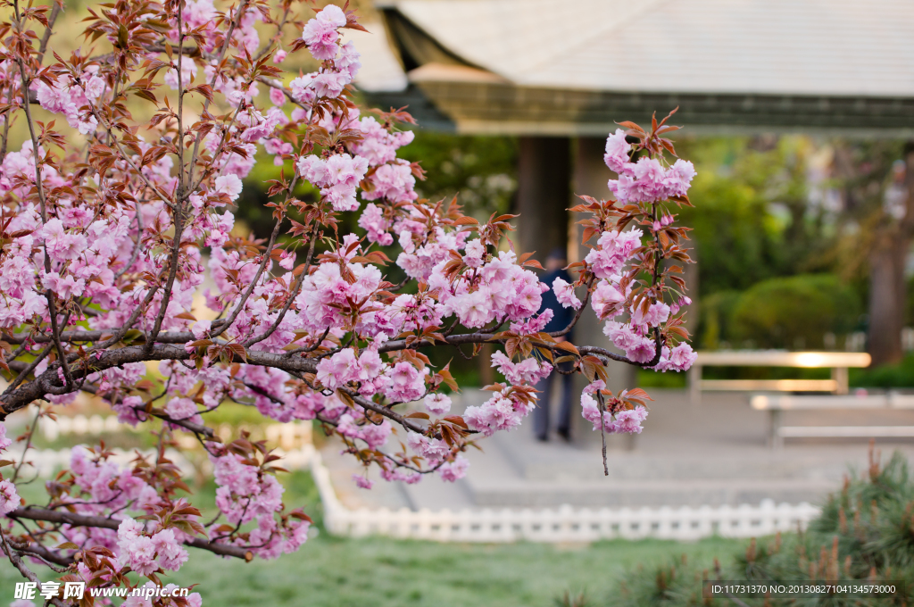 樱花