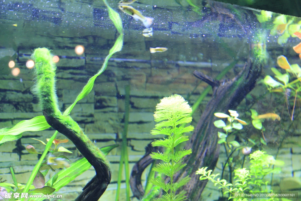 海草